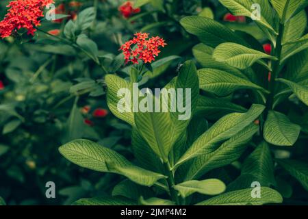 Latte africano bush; lat.: Euphorbia grantii Foto Stock