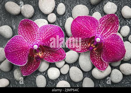 Fiori di Orchidea su pietra di ghiaia grigia sfondo per zen spa bellezza e design benessere Foto Stock