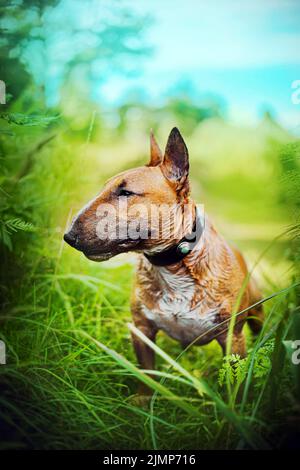 Carino zenzero toro terrier siede tra l'erba verde contro il cielo blu in una chiara giornata estiva. Camminare con un cane in natura. Foto Stock