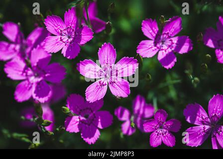 Fiori violacei luminosi di pianta rosa Maiden alla luce del sole, sfondi floreali estivi, Dianthus deltoides Foto Stock