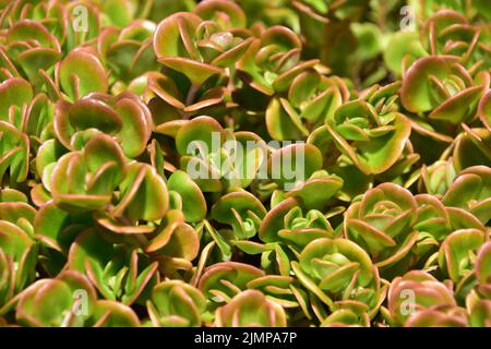 Arido giardino desertico con foglie bicolore rosa e verde in estate. Foto Stock