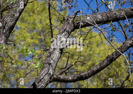 Picchio femmina downy (Picoides pubescens) foraging su un tronco di albero Foto Stock