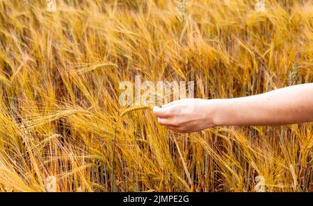 Donna mano che tiene spikelet maturo di grano che cresce in un campo agricolo raccolta di spazio copia Foto Stock