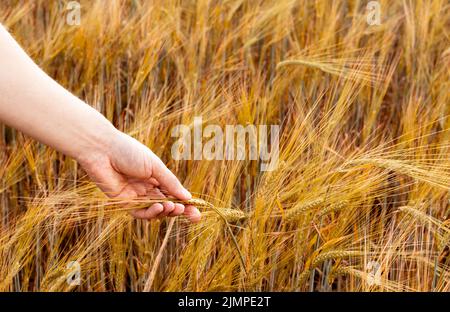 Donna mano che tiene spikelet maturo di grano che cresce in un campo agricolo raccolta di spazio copia Foto Stock