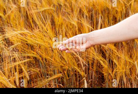 Donna mano che tiene spikelet maturo di grano che cresce in un campo agricolo raccolta di spazio copia Foto Stock