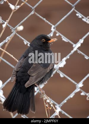 Blackbird comune in inverno nel selvaggio Foto Stock