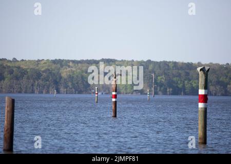 Cormorano a doppia crestia (Phalacrocorax auritus) con le sue ali che si stendono via su un palo sopra l'acqua Foto Stock