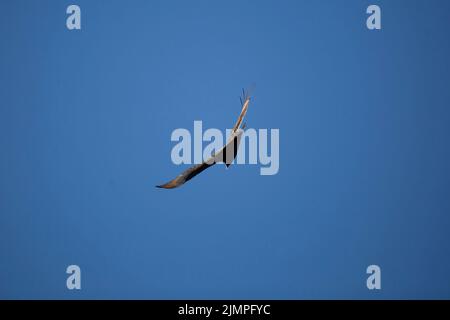 Tacchino avvoltoio (Cathartes aura) che si gira come si alza attraverso il cielo aperto, blu Foto Stock