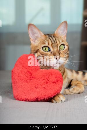 Colpo verticale di gatto domestico vicino al cuore del giocattolo rosso Foto Stock