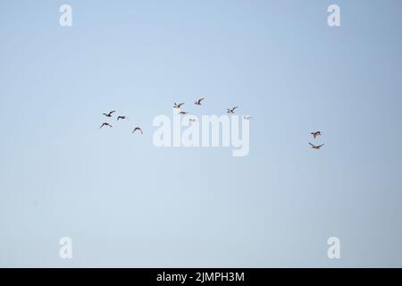 Grande gregge di mallardo (Anas platyrhynchos), gadwall (Mareca strepera), e anatre del wigeon (Mareca americana) in volo attraverso un grazioso cielo blu Foto Stock