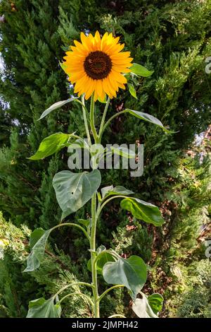 Bellissimo girasole in estate al sole di fronte al verde, Germania Foto Stock