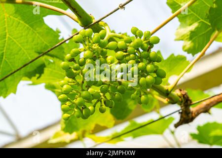 Mazzo di uve giovani in una vigna Foto Stock