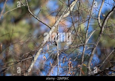 Picchio discendente maschio (Picoides pubescens) foraging su un arto albero Foto Stock