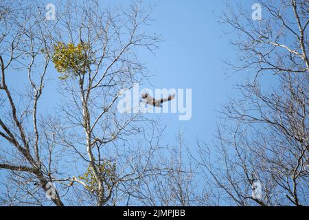 Tacchino avvoltoio (Cathartes aura) che si alza attraverso il cielo aperto, blu, passando gli alberi Foto Stock