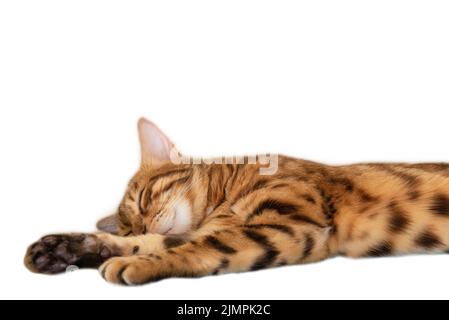 Carino gatto bengala che dorme dolcemente su sfondo bianco Foto Stock