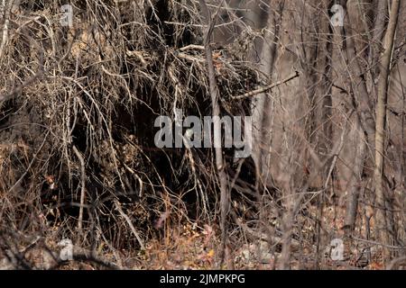 Eastern phoebe (Sayornis phoebe) guardando fuori dal suo nascondiglio in foglie Foto Stock