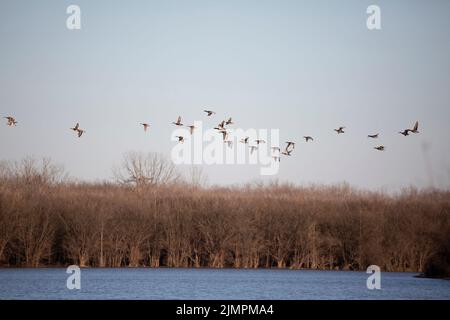 Grande gregge di anatre tra cui drake e galline di mallardo (Anas platyrhynchos), gadwalls (Mareca strepera), e wigeons americani (Mareca americana) Foto Stock