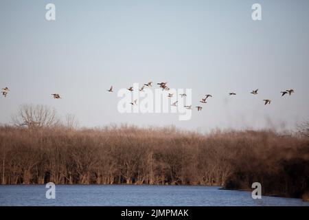 Grande gregge di anatre tra cui drake e galline mallards (Anas platyrhynchos), drake e galline gadwalls (Mareca strepera), e un dragone americano drake (ma Foto Stock