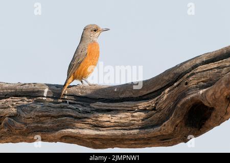 Thrush di roccia a punta corta, brevipes di Monticola, femmina adulta singola che si aggira sul ramo dell'albero, Parco Nazionale di Etosha, Namibia, 17 luglio 2022 Foto Stock