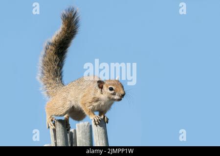 Smith's Bush Squirrel, Paraxerus cepapi, singlle adult balanced on recinto, Etosha National Park, Namibia, 11 luglio 2022 Foto Stock