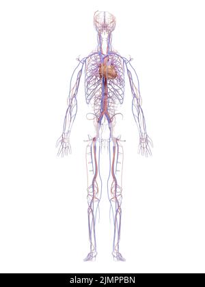 Sistema circolatorio umano e sistema cardiovascolare sono il cuore, il sangue e vasi sanguigni.3D illustrazione. Isolamento su sfondo bianco. Foto Stock