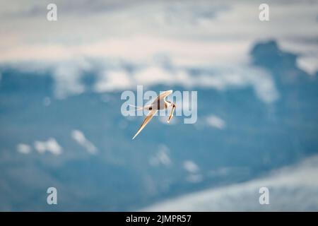 Primo piano Arctic Tern Bird o Kria Bird che volano e catturano pesce dal mare nell'estate dell'Islanda Foto Stock