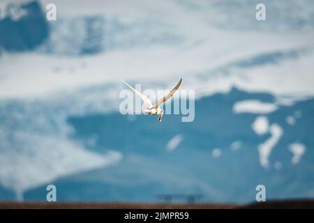 Primo piano Arctic Tern Bird o Kria Bird che volano e catturano pesce dal mare nell'estate dell'Islanda Foto Stock