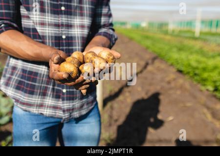 A metà del contadino maschio afro-americano che detiene patate in piedi in fattoria il giorno di sole Foto Stock