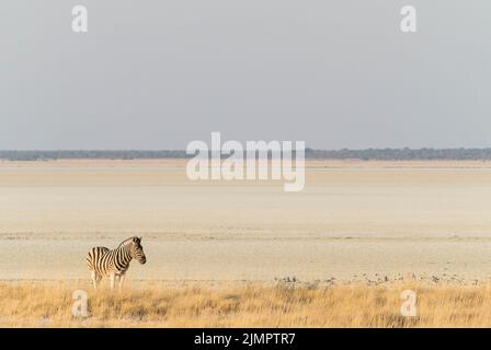 Pianure zebra, Equus quagga, singolo adulto mostrato contro il grande paesaggio, Etosha National Park, Namibia Foto Stock