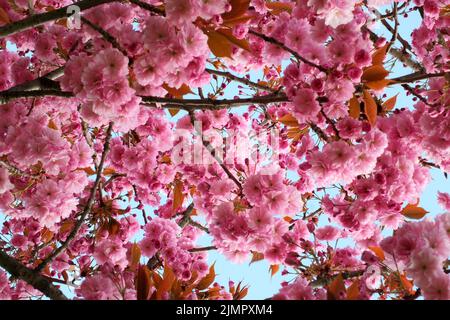 Fiori di ciliegio rosa tenue su un albero circondato da foglie e rami contro un cielo di primavera illuminato dal sole blu Foto Stock