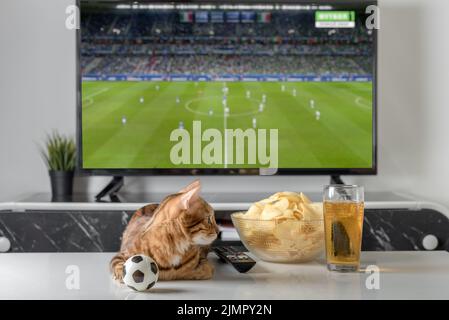 Gatto domestico, una ciotola di patatine e birra sullo sfondo della TV. Serata accogliente guardando una partita di calcio. Foto Stock