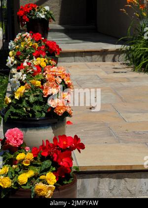 Meraviglioso display multicolore Begonia (Begonia evansiana) sul percorso anteriore di una casa a Ottawa, Ontario, Canada. Foto Stock