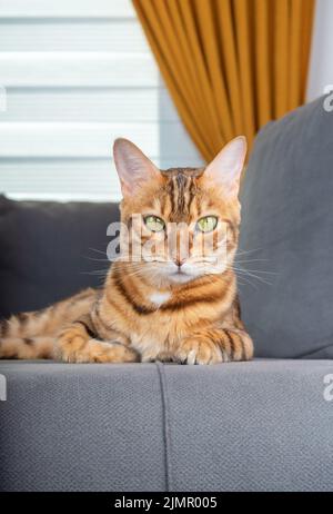 Ritratto di carino gatto bengala in casa Foto Stock