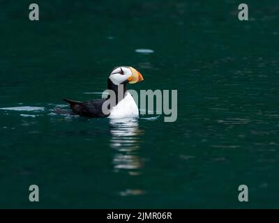 Corned Puffin, Fratercula corniculata, sull'oceano nell'Alaska sud-orientale, Stati Uniti Foto Stock