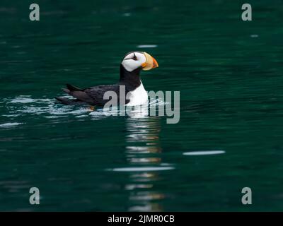 Corned Puffin, Fratercula corniculata, sull'oceano nell'Alaska sud-orientale, Stati Uniti Foto Stock