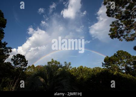 Un bellissimo arcobaleno pieno su una lussureggiante foresta verde Foto Stock