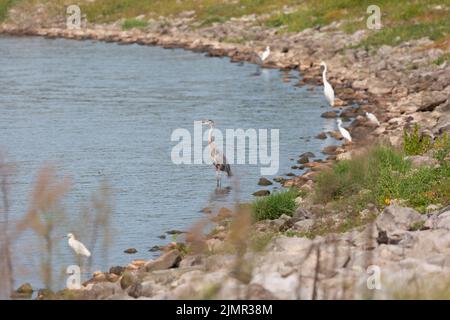 Grande airone blu (Ardea herodias) foraging in acque poco profonde con un secondo grande airone blu, un grande airone (Ardea herodias) e diverse airette innevate (E. Foto Stock