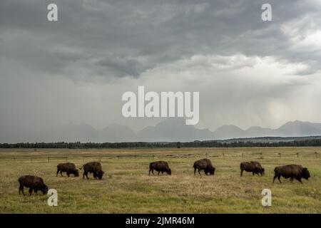 Thunderstorm incombe sul pascolo Bison vicino al Grand Teton National Park Foto Stock