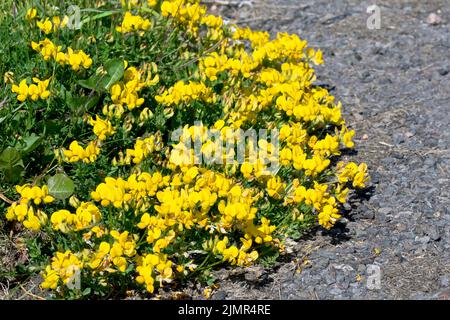 Trifoglio di uccello-piede (corniculatus di loto), primo piano di una massa della pianta gialla-fiorita comune che cresce fuori dal verge di erba attraverso il marciapiede. Foto Stock