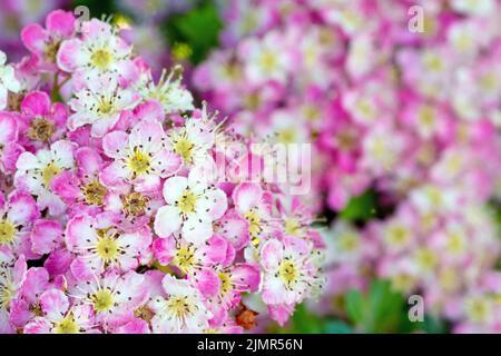 Biancospino, Whitethorn o albero di maggio (crataegus monogyna), primo piano mostrando alcuni fiori fortemente rosa tinged o fiore dell'albero comune. Foto Stock