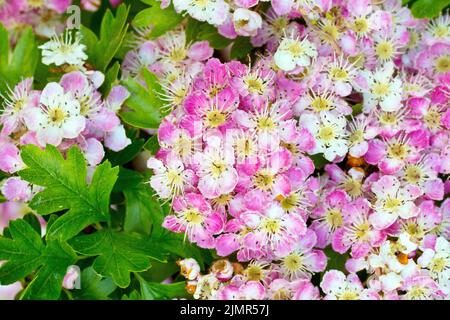 Biancospino, Whitethorn o albero di maggio (crataegus monogyna), primo piano mostrando alcuni fiori fortemente rosa tinged o fiore dell'albero comune. Foto Stock