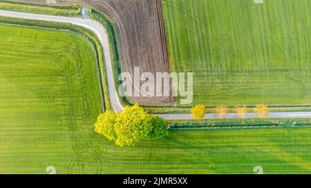 Vista aerea fuco di fresco campo verde in primavera vicino a Brecht da Anversa, Belgio con strada curvilinea tra i campi Foto Stock