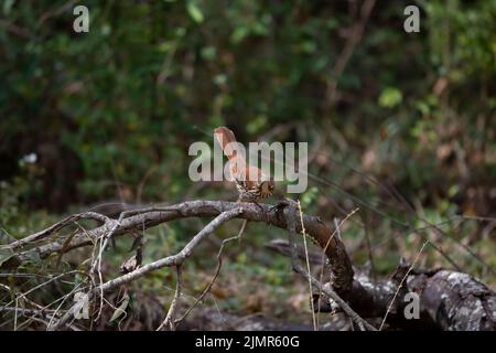 Sassy marrone thrasher uccello (Toxostoma rufum) guardando fuori dal suo persico su un arto albero caduto Foto Stock