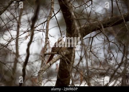 thrasher marrone (Toxostoma rufum) che guarda fuori dal suo persico su ramo d'albero in una giornata cupa Foto Stock