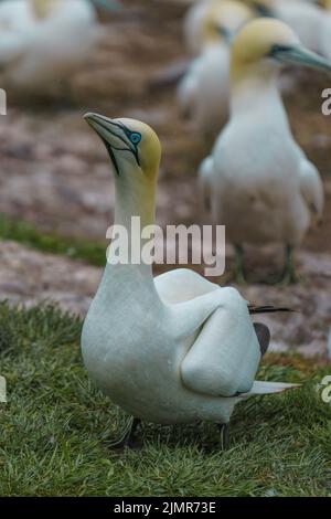 Un colpo verticale di una gannetta settentrionale (Morus fagianus) che cammina sull'erba Foto Stock