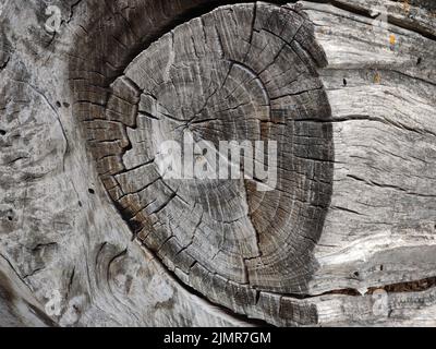 interessante sezione trasversale del tronco di legno drift primo piano Foto Stock