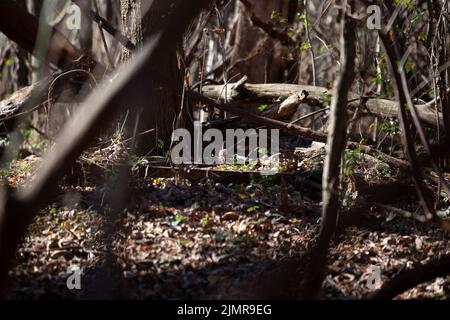 Carolina wren (Thryothorus ludovicianus) foraging su un pavimento di foresta Foto Stock