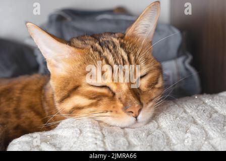 Il gatto bengala dorme su un maglione bianco lavorato a maglia. Foto Stock