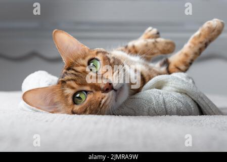 bengala dorato carino su un maglione bianco lavorato a maglia nella camera da letto. Foto Stock