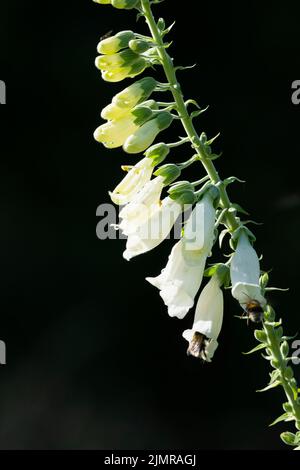 Due Bumblebees Foraging su un foxguanto bianco (Digitalis Purpurea F. Albiflora) in Sunshine ambientato contro uno sfondo scuro Foto Stock